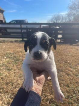 Rescue Hound Dogs for Adoption in Spring Hill, Tennessee - Babette | PetCurious