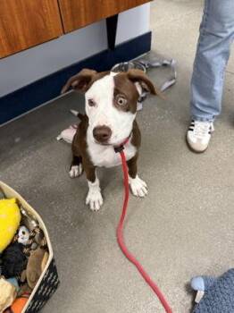 Calculus -  Catahoula Leopard Dog and Mixed Breed Dog for Adoption in Morristown, New Jersey - Calculus | PetCurious
