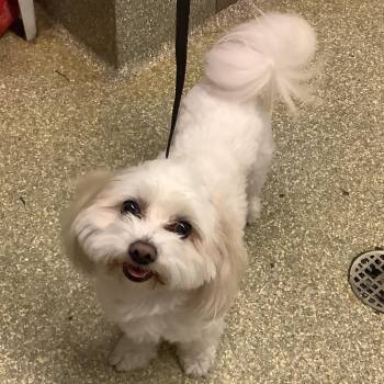 IVHS-Stray-140300 -  Maltese Dog for Adoption in San Gabriel, California - IVHS-Stray-140300 | PetCurious
