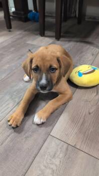 Doc -  Mixed Breed Dog for Adoption in Sioux Falls, South Dakota - Doc | PetCurious