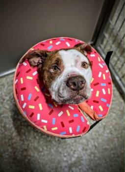 American Staffordshire Terrier Dogs Available for Adoption in Clyde, North Carolina - RICHIE | PetCurious