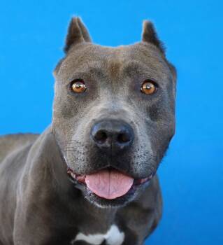 AZULA -  Pit Bull Terrier Dog for Adoption in Pasadena, California - AZULA | PetCurious