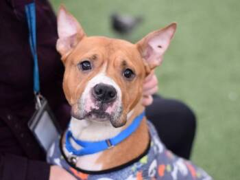 Dymond -  Mixed Breed Dog for Adoption - Dymond | PetCurious