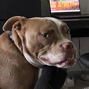 Bulldog Dogs Available for Adoption in Seguin, Texas - Pugsley | PetCurious