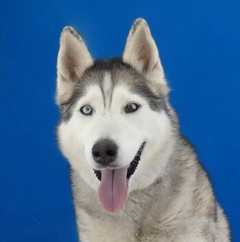 KIRA -  Siberian Husky Dog for Adoption in Pasadena, California - KIRA | PetCurious