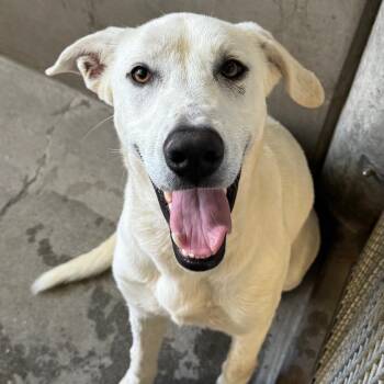 Brooklyn -  Labrador Retriever Dog for Adoption in Los Angeles, California - Brooklyn | PetCurious