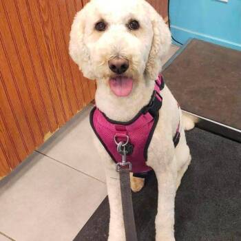 Frida -  Standard Poodle Dog for Adoption in Courtice, Ontario - Frida | PetCurious