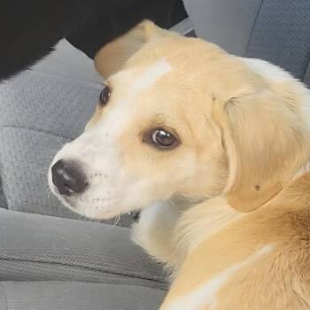 Labrador Retriever Dogs Available for Adoption in Rockdale, Texas - Luke | PetCurious