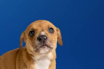Boxer and Cattle Dog Dogs Available for Adoption in Simsbury, Connecticut - Landon | PetCurious