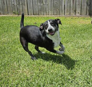 Rescue Cattle Dog and Mixed Breed Dogs for Adoption in League City, Texas - Denim | PetCurious