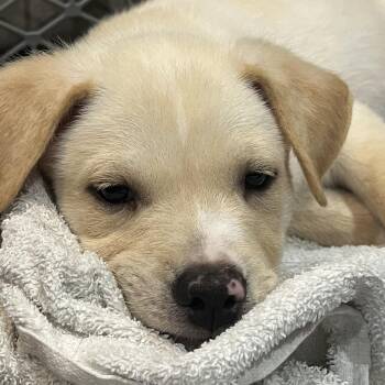 Beckett -  Mixed Breed Dog for Adoption in Lenexa, Kansas - Beckett | PetCurious