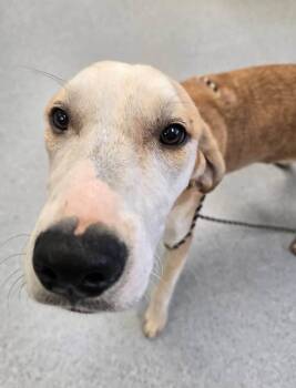 Strike -  Hound Dog for Adoption in Wellington, Kansas - Strike | PetCurious