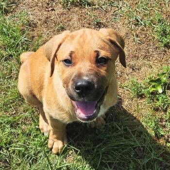 Rescue Border Collie and Dogue De Bordeaux Dogs for Adoption in Welch, Minnesota - Jamie Lee Hogg | PetCurious