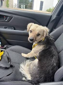 Cheri -  Corgi Dog for Adoption in Salt Lake City, Utah - Cheri | PetCurious