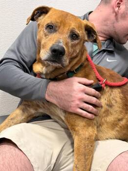 Mixed Breed Dogs Available for Adoption - Red | PetCurious