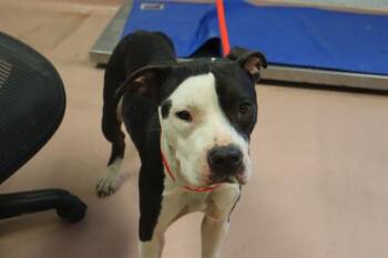 Rescue Mixed Breed Dogs for Adoption in Columbia, South Carolina - WAVERLY | PetCurious