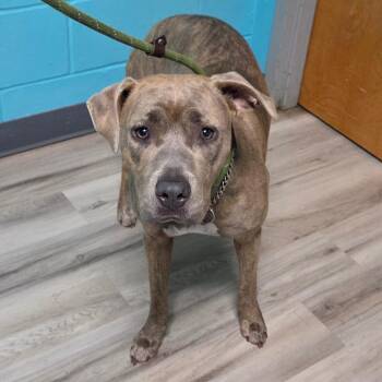 Terrier Dogs Available for Adoption in St. Louis, Missouri - Marcie | PetCurious