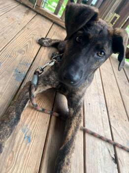 Ginger -  Great Dane and Mixed Breed Dog for Adoption in Fayetteville, Tennessee - Ginger | PetCurious