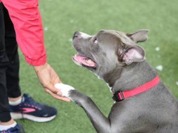 Flo -  Mixed Breed Dog for Adoption - Flo | PetCurious