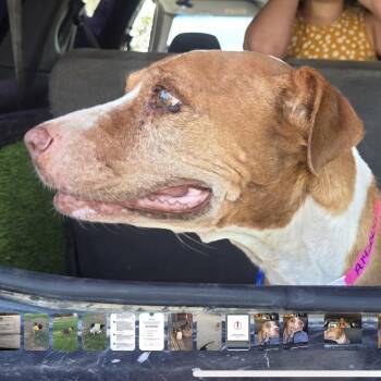 Hazel -  Pit Bull Terrier Dog for Adoption in Pahrump, Nevada - Hazel | PetCurious
