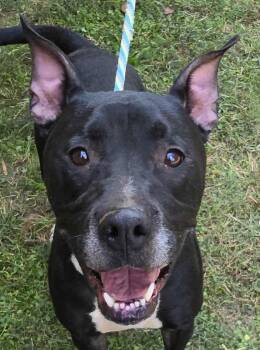 Rescue Pit Bull Terrier Dogs for Adoption in Newport, Tennessee - Connor | PetCurious