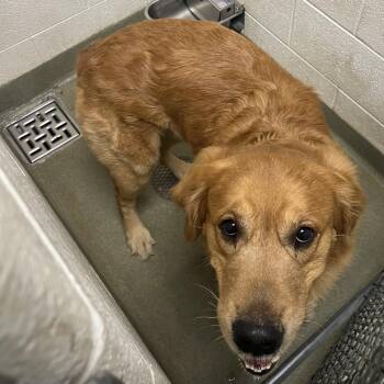 Golden Retriever Dogs Available for Adoption in Harrisonburg, Virginia - 70785 | PetCurious