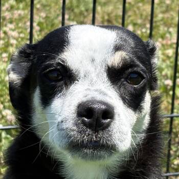 Chug Dogs Available for Adoption in Auburn, Nebraska - Miss Piggy | PetCurious