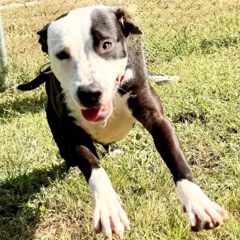Tommie - Missouri (AG26-45) -  Mcnab Dog for Adoption in Peyton, Colorado - Tommie - Missouri (AG26-45) | PetCurious