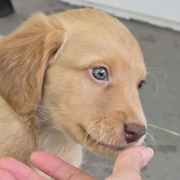 Terrier Dogs Available for Adoption in Shelby, North Carolina - Saint | PetCurious