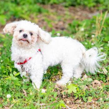 Shih Tzu Dogs Available for Adoption in Durham, North Carolina - Yara | PetCurious