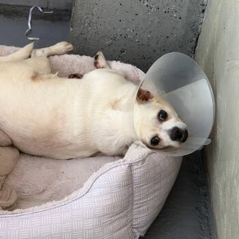 Burrito -  Chihuahua and Mixed Breed Dog Available for Adoption in Blairsville, Georgia - Burrito | PetCurious