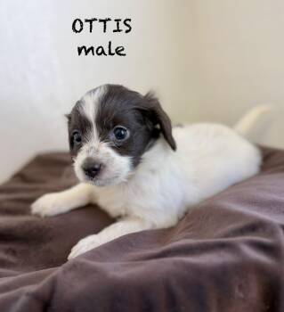 Ottis -  Terrier Dog for Adoption in Sonora, California - Ottis | PetCurious