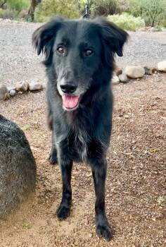 Rescue Retriever Dogs for Adoption in Cottonwood, Arizona - SlimJim | PetCurious
