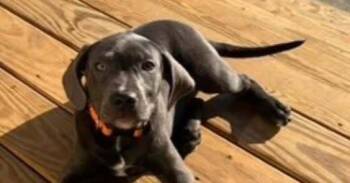 Mavis -  Weimaraner Dog for Adoption in Troy, Virginia - Mavis | PetCurious