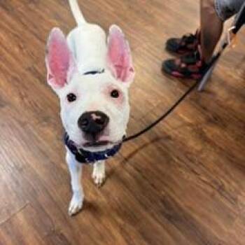 Bullseye -  Terrier Dog for Adoption in St. Louis, Missouri - Bullseye | PetCurious