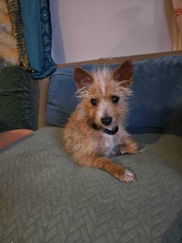 Mixed Breed Dogs Available for Adoption in Bowdoin, Maine - Fox | PetCurious