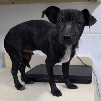 Chance -  Terrier and Mixed Breed Dog for Adoption in Ardmore, Oklahoma - Chance | PetCurious
