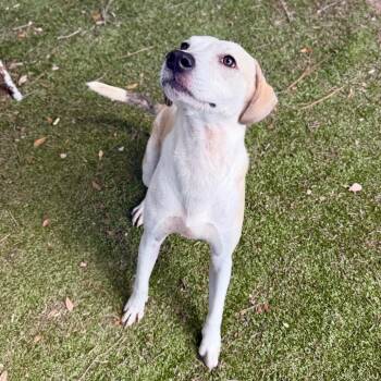 Bo -  Mixed Breed Dog for Adoption in Milton, Florida - Bo | PetCurious