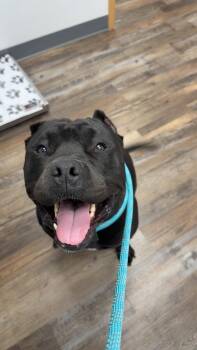 Beauty -  American Bully and Mixed Breed Dog for Adoption in Oconto, Wisconsin - Beauty | PetCurious
