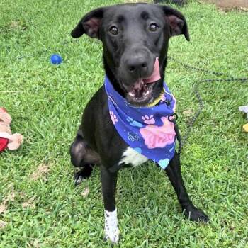 Carolina -  Black Labrador Retriever Dog for Adoption in Angleton, Texas - Carolina | PetCurious