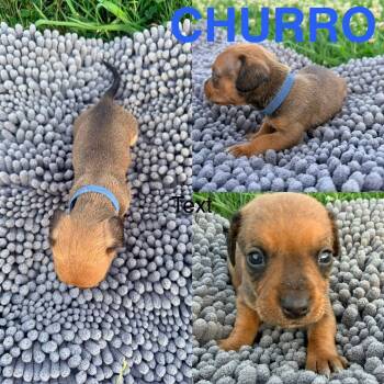 Churro -  Dachshund Dog for Adoption in Spring Hill, Tennessee - Churro | PetCurious