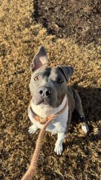 Huckleberry 1887-25 -  Pit Bull Terrier and Mixed Breed Dog for Adoption in Cumming, Georgia - Huckleberry 1887-25 | PetCurious