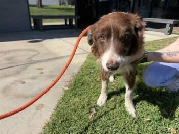 HUEY -  Border Collie and Mixed Breed Dog for Adoption in Ontario, California - HUEY | PetCurious