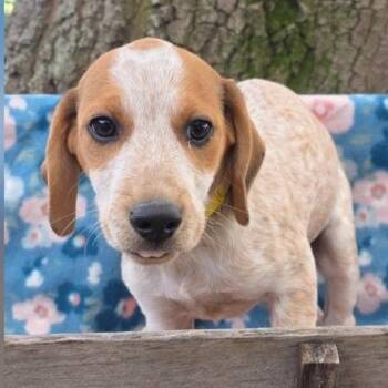 Beagle Dogs Available for Adoption - Peppermint Patty | PetCurious
