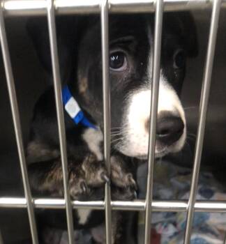 Labrador Retriever Dogs Available for Adoption - Checkers | PetCurious