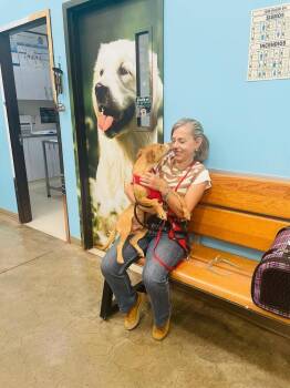 Dachshund and Chihuahua Dogs Available for Adoption - Caramelo | PetCurious