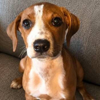 Hugo -  Mixed Breed Dog for Adoption in Brewton, Alabama - Hugo | PetCurious