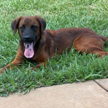 Clifford -  Retriever Dog for Adoption in Columbus, Georgia - Clifford | PetCurious