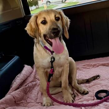 Golden Retriever Dogs Available for Adoption in Monticello, Minnesota - Knox **Foster Needed** | PetCurious