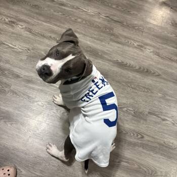 Rescue Pit Bull Terrier Dogs for Adoption in Cleveland, Ohio - P.j | PetCurious